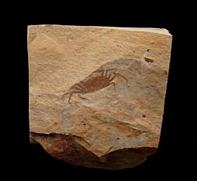 Miocene Fossil Crab for sale | Buried Treasure Fossils