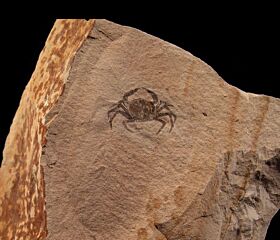 Real Pinnixia Fossil Crab for sale | Buried Treasure Fossils