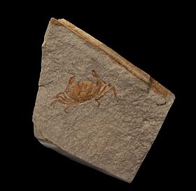 Pinnixia Fossil Crab for sale | Buried Treasure Fossils