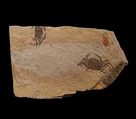 Pinnixia Fossil Crab for sale | Buried Treasure Fossils