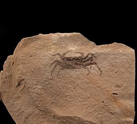 California Fossil Crab for sale | Buried Treasure Fossils