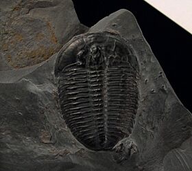 Elrathia kingi trilobite for sale | Buried Treasure Fossils