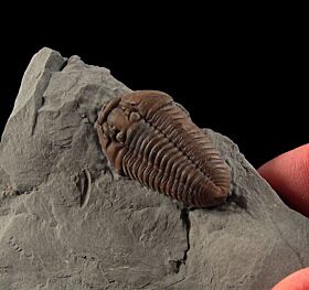 Real Flexicalymene trilobite for sale | Buried Treasure Fossils