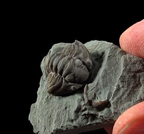 Flexicalymene meeki for sale | Buried Treasure Fossils