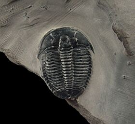 Real US trilobite for Sale | Buried Treasure Fossils