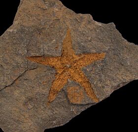 Star Fish fossil for sale | Buried Treasure Fossils