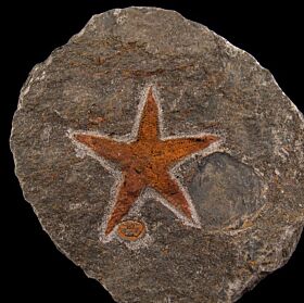 Petraster starfish | Buried Treasure Fossils