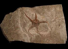 Brittle Star for sale | Buried Treasure Fossils