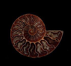 Natural Cleoniceras ammonite for sale | Buried Treasure Fossils