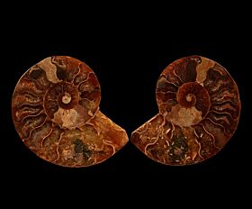 Cheap ammonite pair for sale | Buried Treasure Fossils