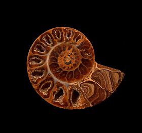 Natural Cleoniceras ammonite for sale | Buried Treasure Fossils
