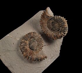 German Aegocrioceras ammonite for sale | Buried Treasure Fossils