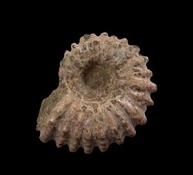 Daivilleieras ammonite for sale | Buried Treasure Fossils