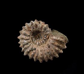 Whole Douvilleiceras ammonite for sale | Buried Treasure Fossils