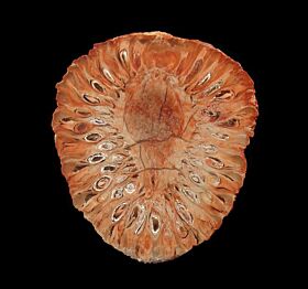 Gem Araucaria pine cone slice for sale | Buried Treasure Fossils