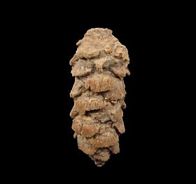 Extra Large Pararaucaria pine cone for sale | Buried Treasure Fossils