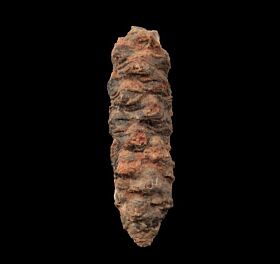 Large Pararaucaria fossil pine cone for sale | Buried Treasure Fossils