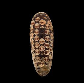 Extra large Moroccan pine cone for sale | Buried Treasure Fossils