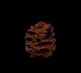Metasequoia dakotensis cone for sale | Buried Treasure Fossils