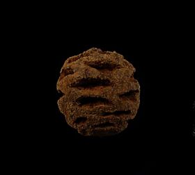 Fossil Metasequoia cone for sale | Buried Treasure Fossils