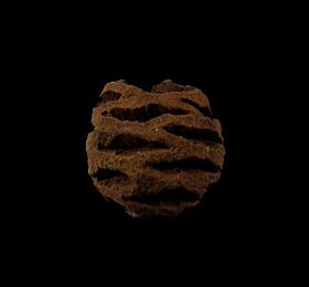 Metasequoia fossil pine cone for sale | Buried Treasure Fossils