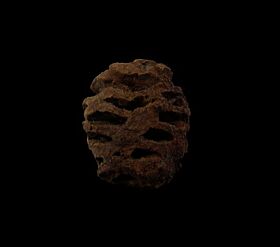 Hell Creek Metasequoia pine cone for sale | Buried Treasure Fossils