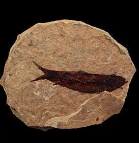 Inexpensive Knightia fish for sale | Buried Treasure Fossils