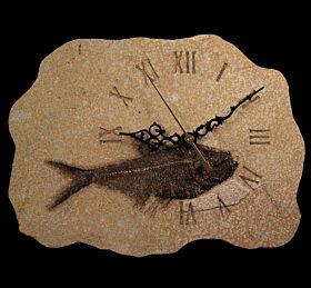 Large Diplomystus fish for sale | Buried Treasure Fossils
