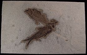 Top quality Diplomystus Fossil fish for sale | Buried Treasure Fossils