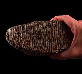 North Sea Woolly Mammoth tooth for sale | Buried Treasure Fossils