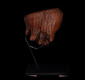European Woolly Mammoth tooth for sale | Buried Treasure Fossils