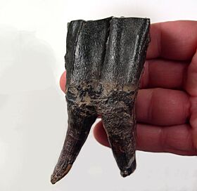 Coelodonta antiquitatis tooth for sale | Buried Treasure Fossils