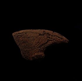 Paramylodon harlani claw | Buried Treasure Fossils