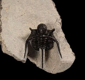Cyphaspis tafilaltense trilobite for sale | Buried Treasure Fossils