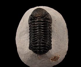 Phacops speculator trilobite from Morocco for sale | Buried Treasure Fossils