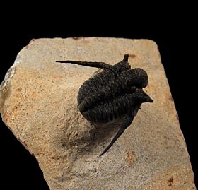 Flying Cyphaspis tafilaltense trilobite for sale | Buried Treasure Fossils