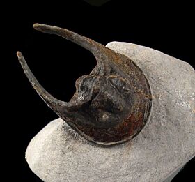 Harpes trilobite for sale | Buried Treasure Fossils
