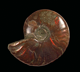 Extra Large red flash polished ammonite for sale | Buried Treasure Fossils