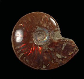 Real red flash polished ammonite for sale | Buried Treasure Fossils