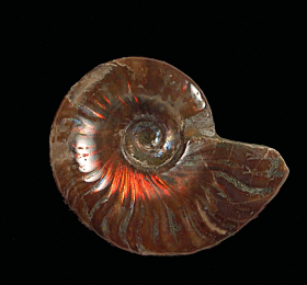 Real Madagascar red flash polished ammonite for sale | Buried Treasure Fossils