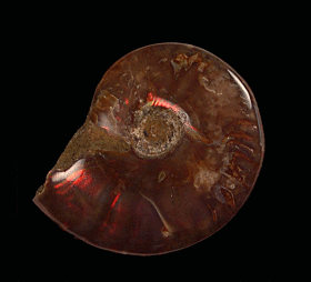 Cheap red flash polished ammonite for sale | Buried Treasure Fossils