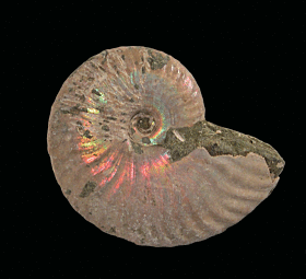Madgascar natural Cleoniceras ammonite for sale | Buried Treasure Fossils