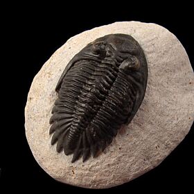 Hollardops mesocristata trilobite for sale | Buried Treasure Fossils