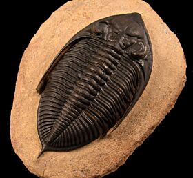 Zilchovaspis rogusa trilobite for sale | Buried Treasure Fossils