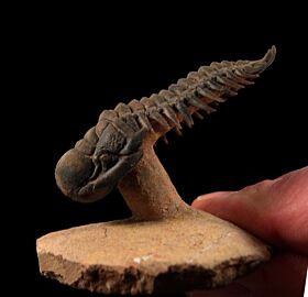 Rare Crotalocephalina trilobite for sale | Buried Treasure Fossils