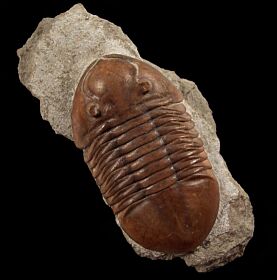Exceptional Asaphus lepidurus trilobite for sale | Buried Treasure Fossils