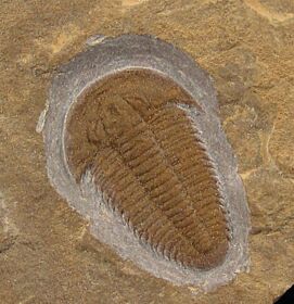 Hatangia trilobite for sale | Buried Treasure Fossils