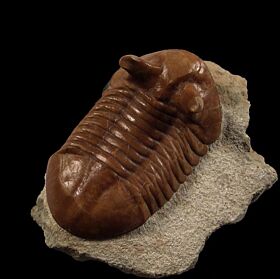 Russian Asaphus punctatus trilobite for sale | Buried Treasure Fossils
