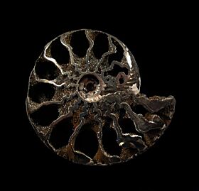 Pyrite ammonite for sale | Buried Treasure Fossils