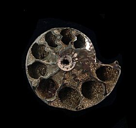 Real pyrite ammonite for sale | Buried Treasure Fossils